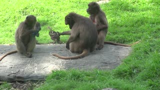 Mother Monkey Holds Baby By the Tail