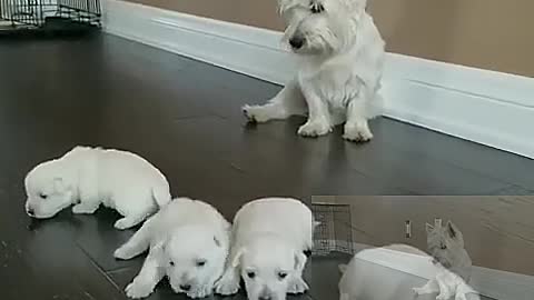 Four puppies