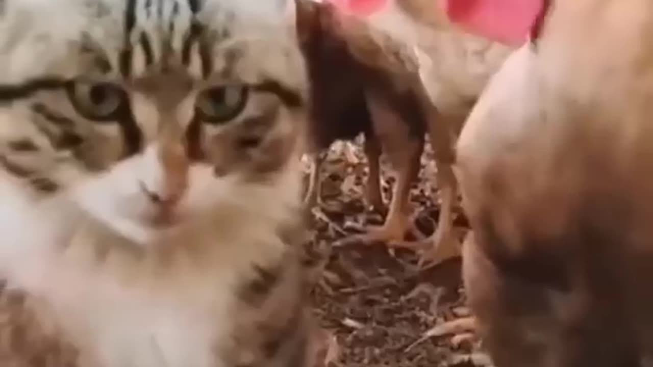 Funny and cute cate video