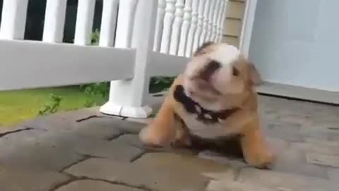 Very talented bull doge