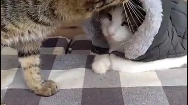 Animal Videos | Cats showing love to owners