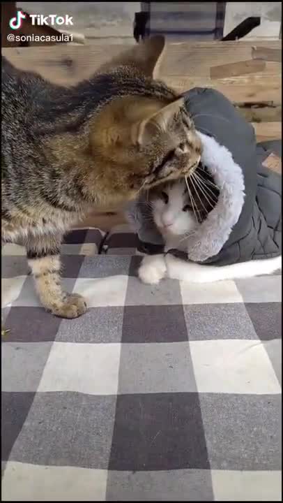 Animal Videos | Cats showing love to owners