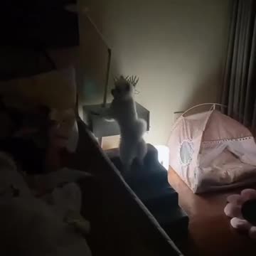 A dog turns off the lights to sleep