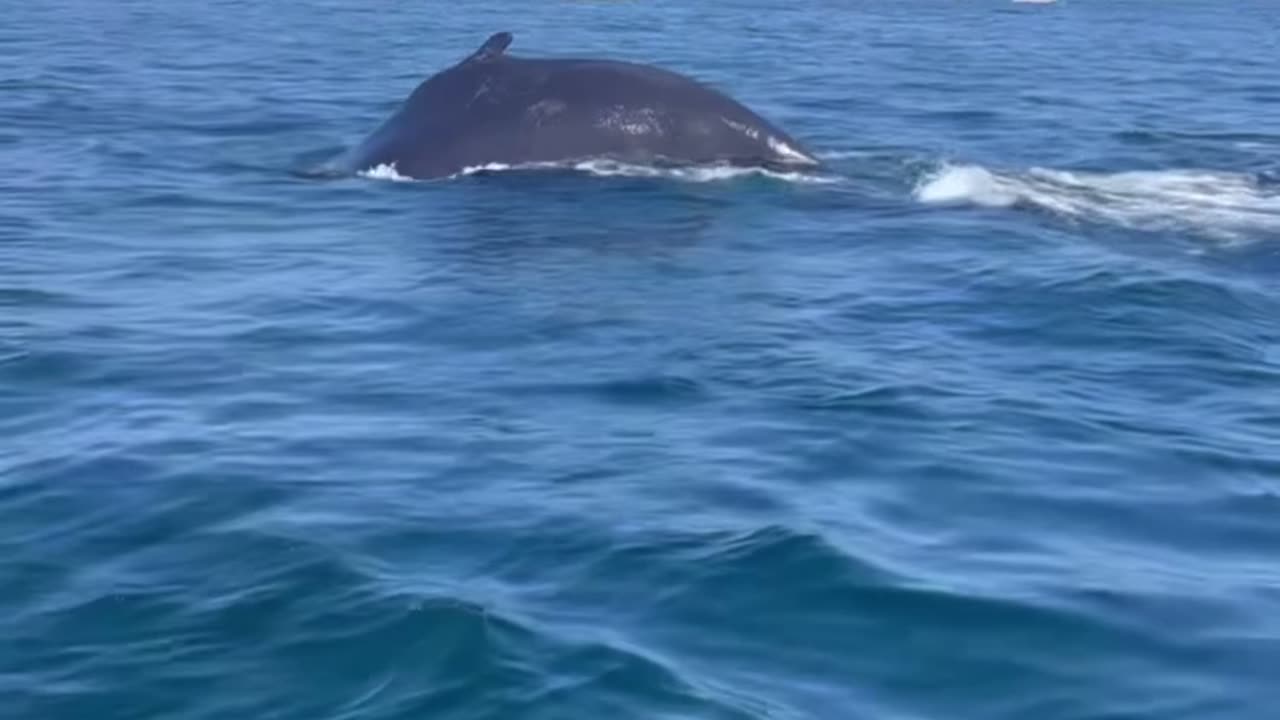 Whales off Block Island