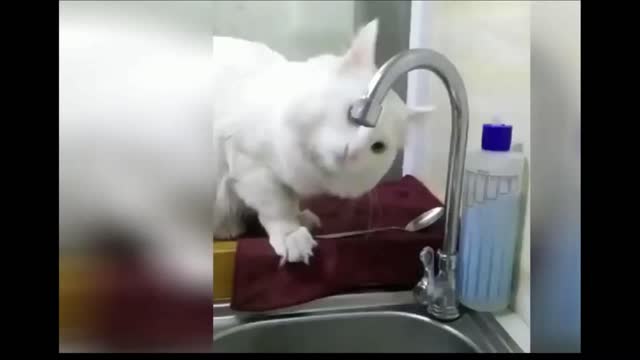 Funny Cat videos Compilation 2020 (13)