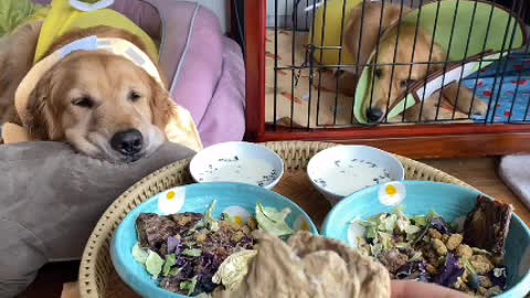 beautiful beautiful dog