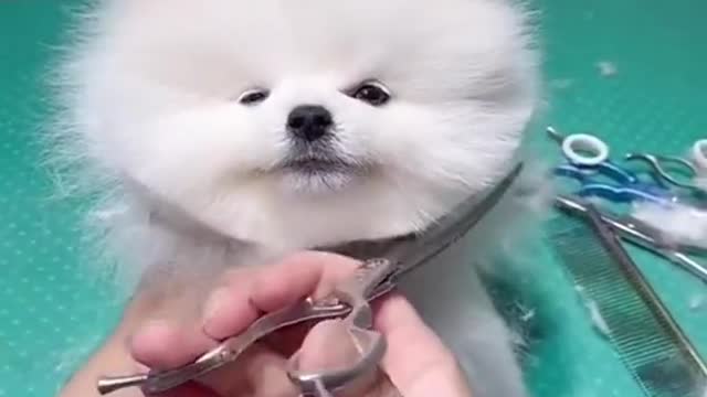 cute & funny dog -tik tok