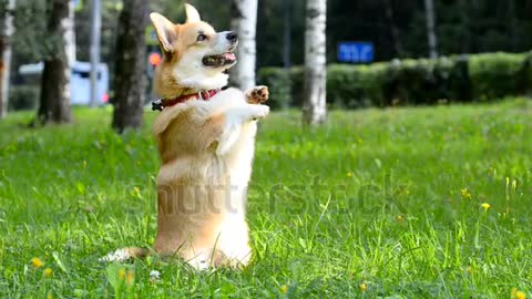 A lovely little dog standing on two legs would like to play