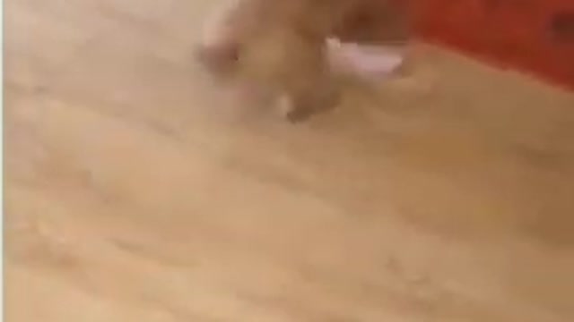 cute puppies playing with shoe