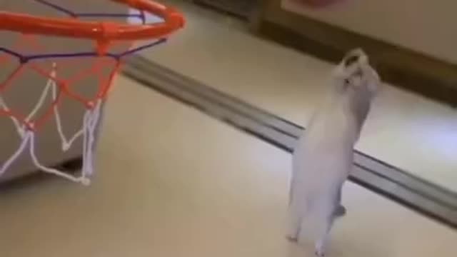 #funny_cat_dribble_a_basket_ball