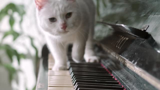 A Cat Walking Over The Piano Keyboard