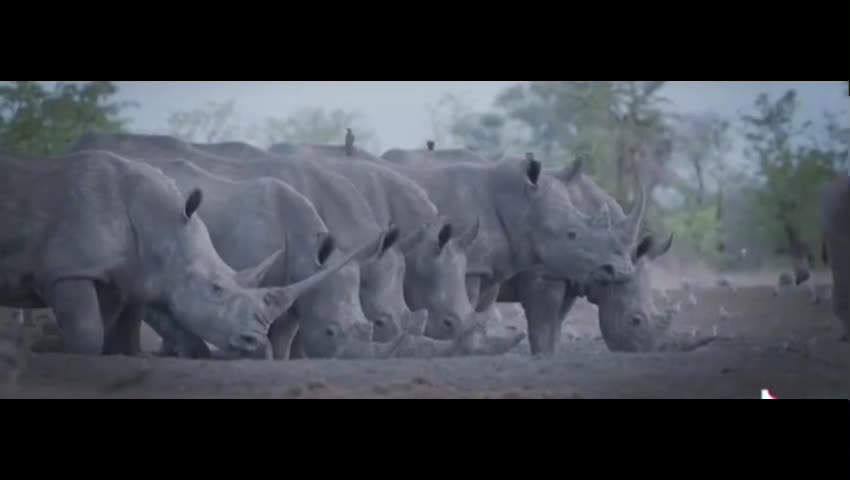 Rhinoceros walking side by side