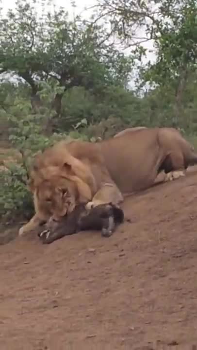 Hyena Went Haunting But Immediately Met Lion