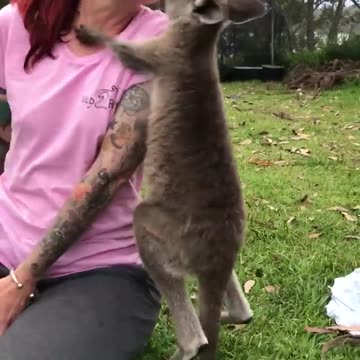 Exotic Animals | Pets Translated