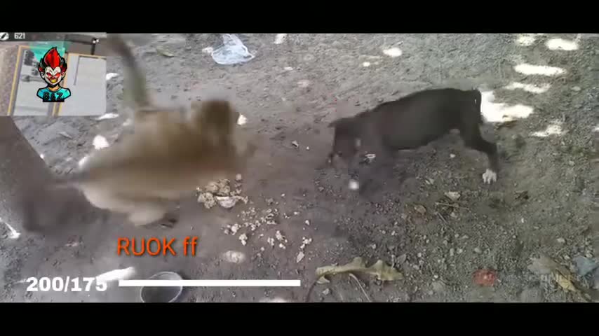 Monkey and dog funny fight pubg