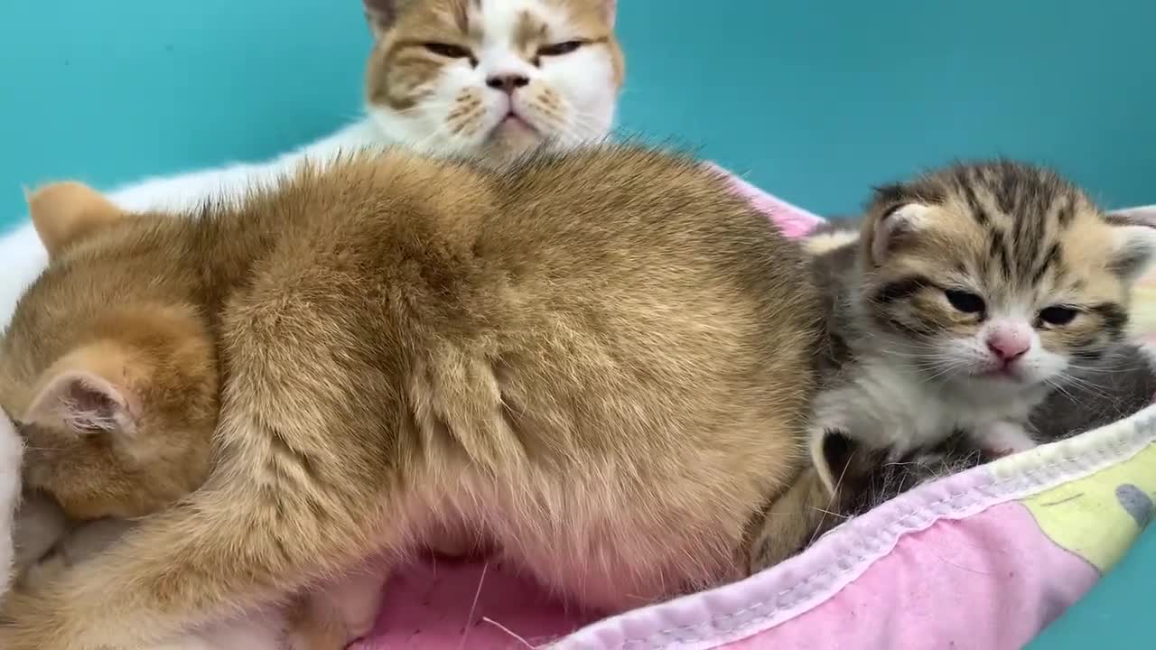 Leave me some milk! - adopted kitten attacks mother cat while her kittens are sl