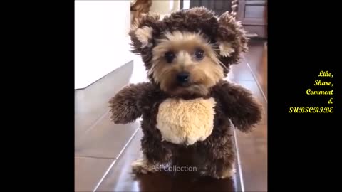 Cute And Funny Pet Videos Compilation 9 - Funny Dog Videos - Baby Dogs 6
