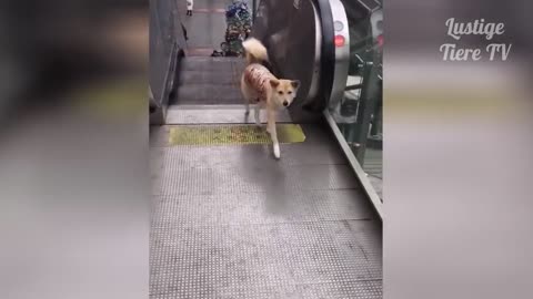 Super Cute Best Funny Cats and Dogs Compilation OMG