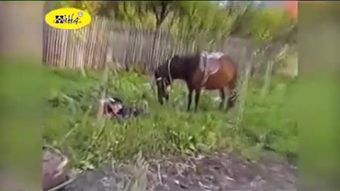 Funny Animal Videos Funny Horse Bloopers Best Fails of April 2022, Funny, Funny