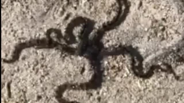 A Big Black Starfish Wandering Aimlessly On The Ground