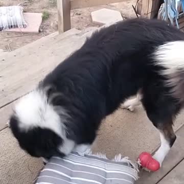 Bandit the Pyrenees and Border Collie mix shows why he has the perfect name!