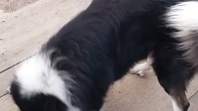 Bandit the Pyrenees and Border Collie mix shows why he has the perfect name!
