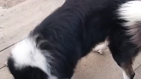 Bandit the Pyrenees and Border Collie mix shows why he has the perfect name!