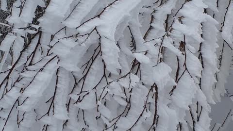 White snow flowers bloomed in winter.