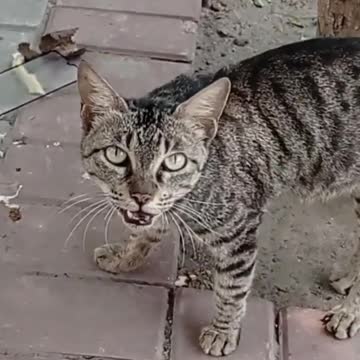 cat 🐈🐈😺😺