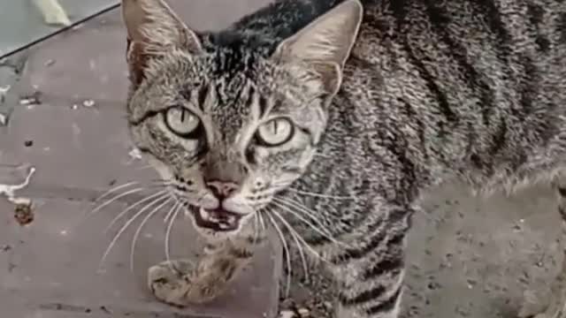 cat 🐈🐈😺😺