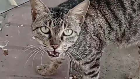 cat 🐈🐈😺😺
