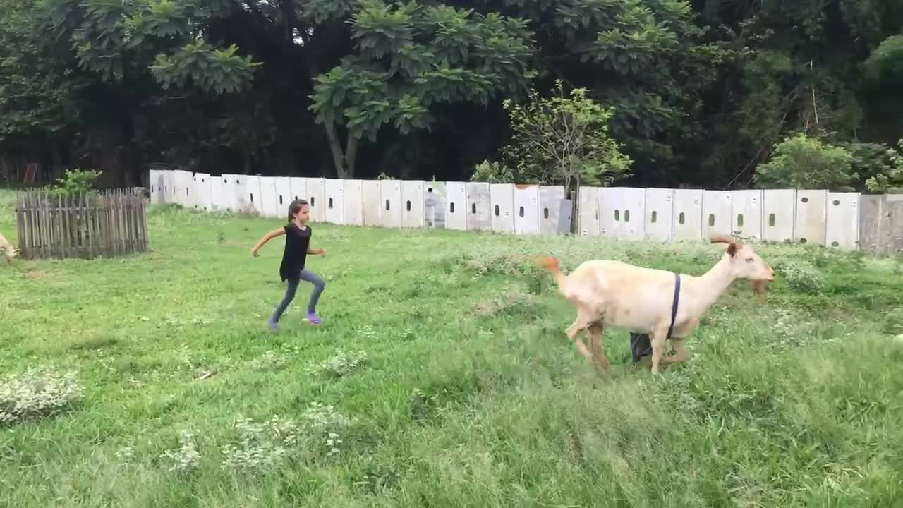 GOAT STEALS GIRL´S BAG… FUNNY! 😂