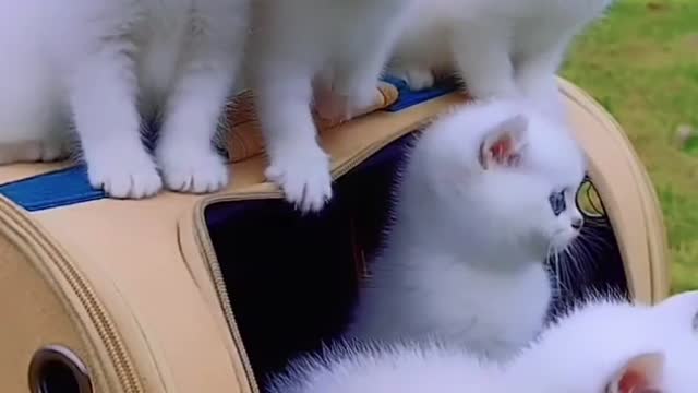 Cute Cats