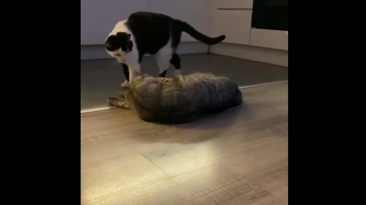 Cat fite video download funny animal videos 🤫🤫🤫🤫🤫🤫👍👍👍