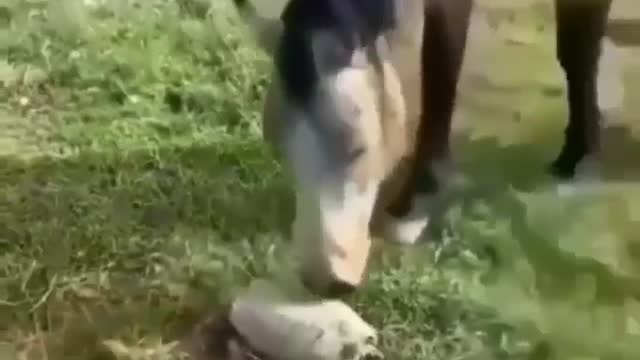 Scared horse 🤣👍🤣🤣🤣🤣🤣🤣🤣