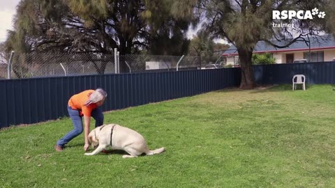 Dog training video