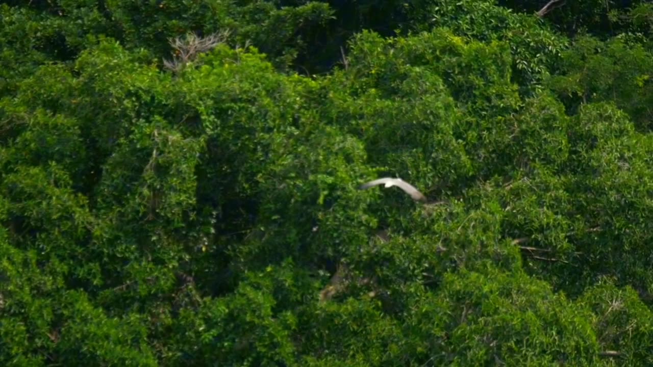 Eagle flying high above the tree