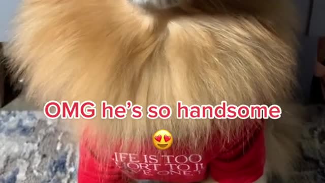 foryourpage#dogs#fabulous#pomeranian