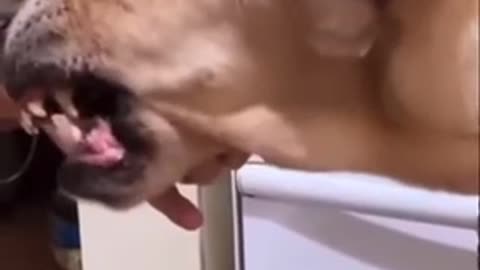 Best Funny Dog Rapper