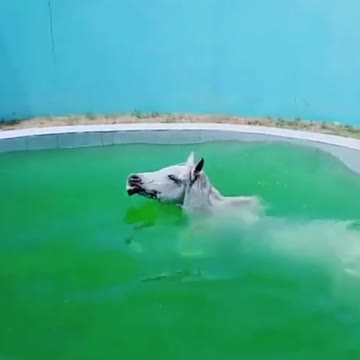 Horse Enjoying In The Pool | Horse