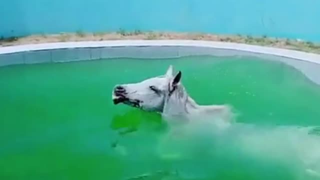 Horse Enjoying In The Pool | Horse