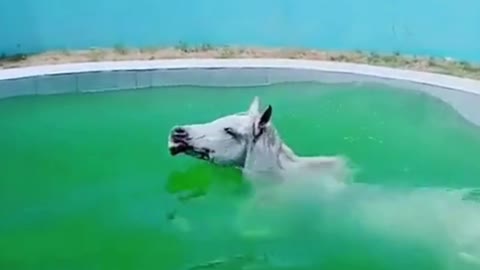 Horse Enjoying In The Pool | Horse