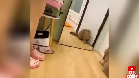 Angry - Funny Dogs and Cats - 2021