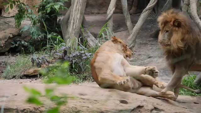 Lion (Panthera Leo) Couple Relax In The Wild