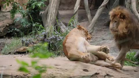 Lion (Panthera Leo) Couple Relax In The Wild