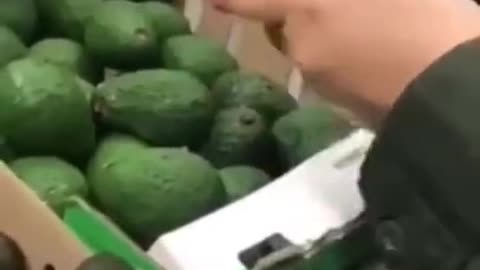 Cocaine in avocado