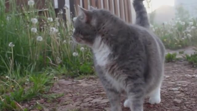 2021 new humorous video of a cat and a dog