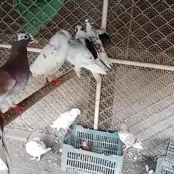 hog viral TikTok video #shorts #viral #trending #reels #india #share #fyp