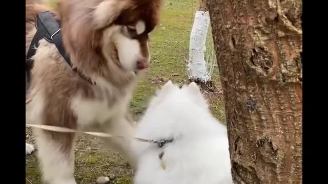 #Funniest #Cats 🐱 and #Dogs 🐶 #Part 6