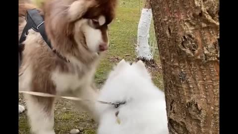 #Funniest #Cats 🐱 and #Dogs 🐶 #Part 6